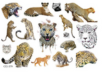 Kindertattoos Leopard, Tiger, Löwe (1 Stück)